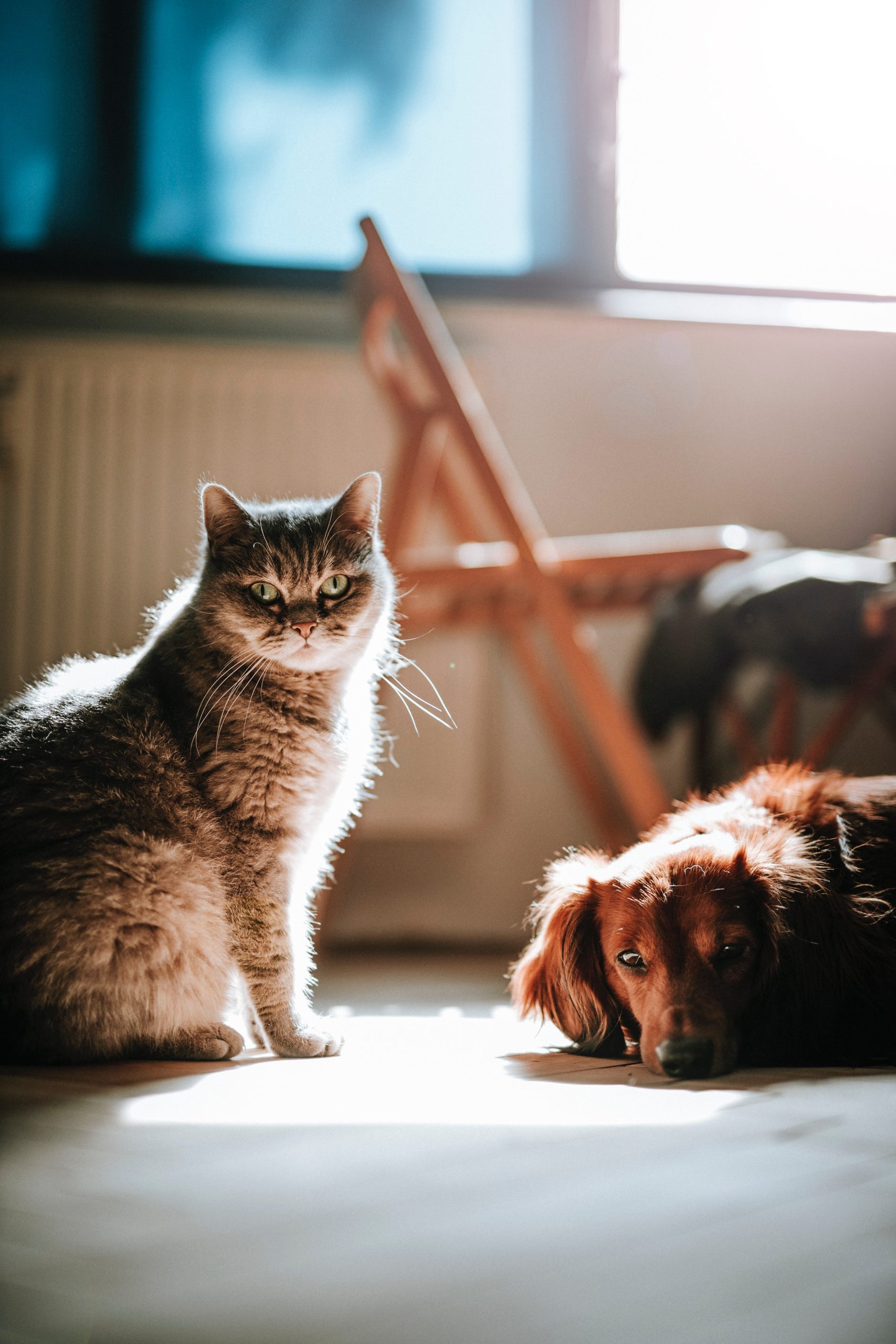 Picture of dog and cat in the sun inside a room